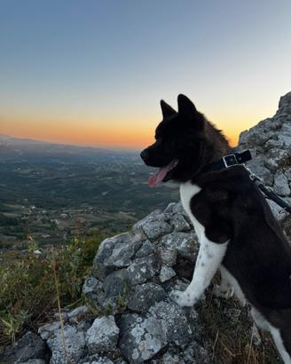 Akita americano maschio per monta