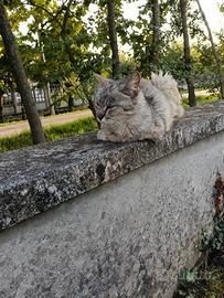 Animale