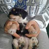 Pincipooh taglia piccolissima