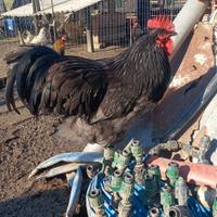 Gallo Australorp Blu razza pura