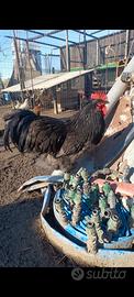 Gallo Australorp Blu razza pura