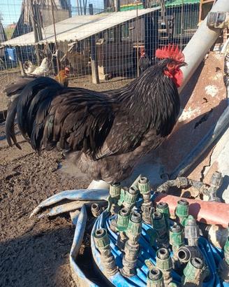Gallo Australorp Blu razza pura