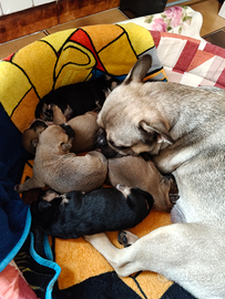 Bulldog francese -meticcio