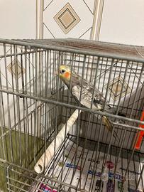 Pappagallo calopsite femmina