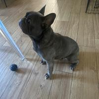 Accopiamento Buldog francese