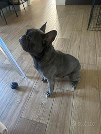 Accopiamento Buldog francese