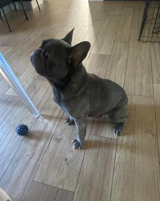 Accopiamento Buldog francese