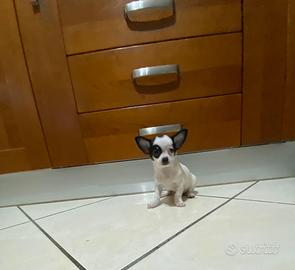 Ultimo cucciolo di chihuahua toy