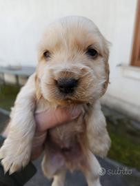 Cuccioli di cocker Spaniel