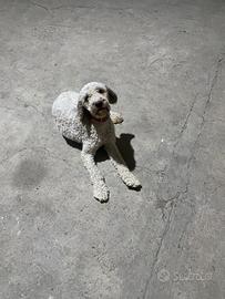 Cane lagotto da tartufo