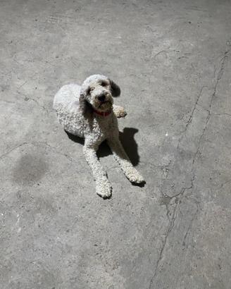 Cane lagotto da tartufo