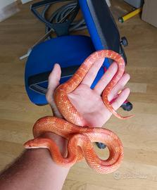 animali