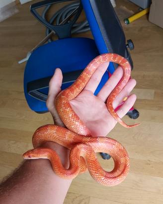 animali