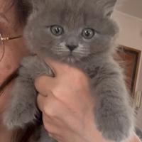 Cucciolo British Blu