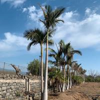   palme accantofenix alexander 