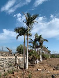   palme accantofenix alexander 