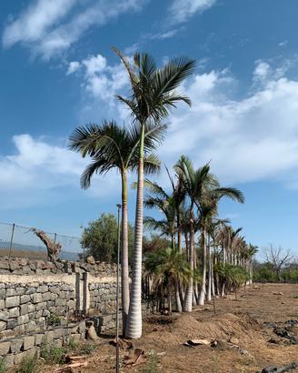   palme accantofenix alexander 