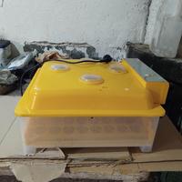 incubatrice 2 giallo