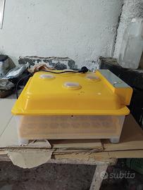 incubatrice 2 giallo