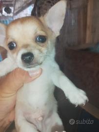 cani chiwawa 
