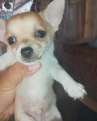 cani chiwawa 