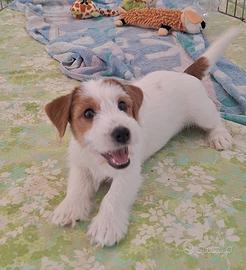 Jack Russell cucciolo