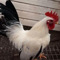Gallo Chabo scam bio con ovaiole o pulcini