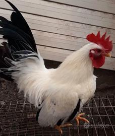 Gallo Chabo scam bio con ovaiole o pulcini