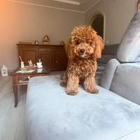 Monta barboncino toy red