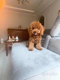 Monta barboncino toy red