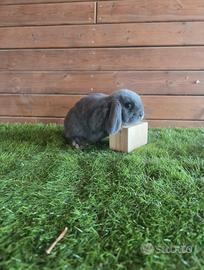 Conigli nani Blu di vienna Ariete nano minilop