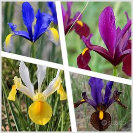 40 bulbi di iris in 4 varietà