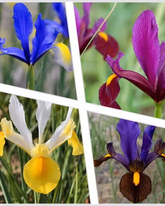 40 bulbi di iris in 4 varietà