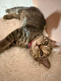 Splendidi gattina Schottis Fold