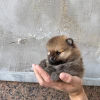 Spitz della pomerania toy