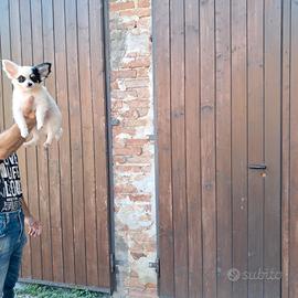 Chihuhua pelo lungo e corto
