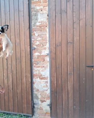 Chihuhua pelo lungo e corto