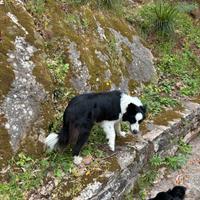 Border collie