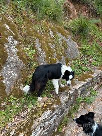 Border collie