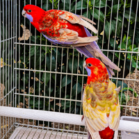 Rosella di pennant mutazione pastello