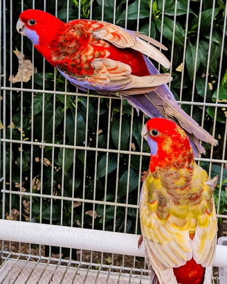 Rosella di pennant mutazione pastello