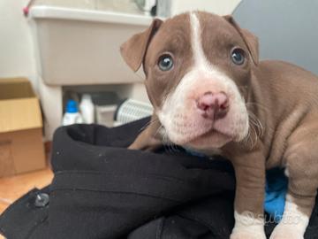 Cucciole Pitbull