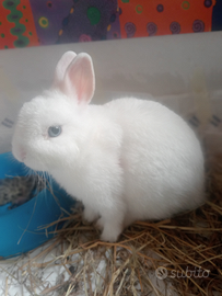 Coniglio nano ermellino