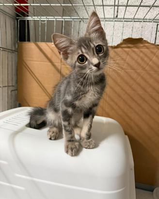 PRINCIPE - gattino di 2 mesi