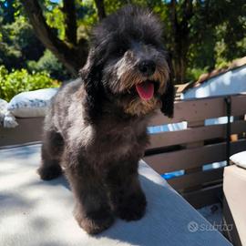 Barboncino nano grigio 5 mesi
