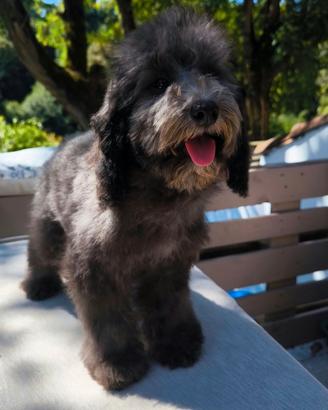 Barboncino nano grigio 5 mesi
