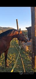Cavallo arabo