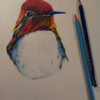 Quadro disegno uccello