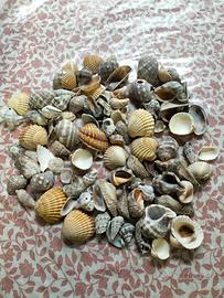Conchiglie 