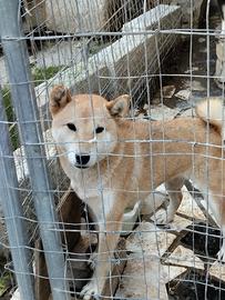 Shiba 2 sorelle